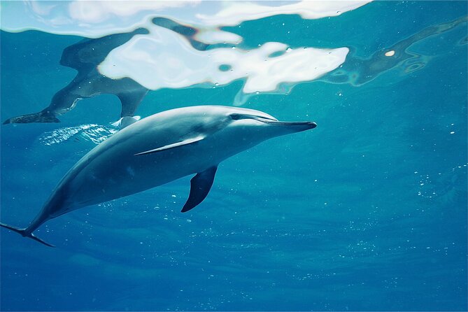 Oahu: Swim with Dolphins on the West Coast - Searching for dolphins in open ocean