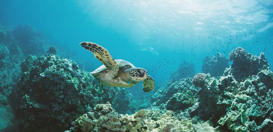 Oahu: Turtle Canyon Snorkeling Boat Tour - The crew sets the tone before you swim