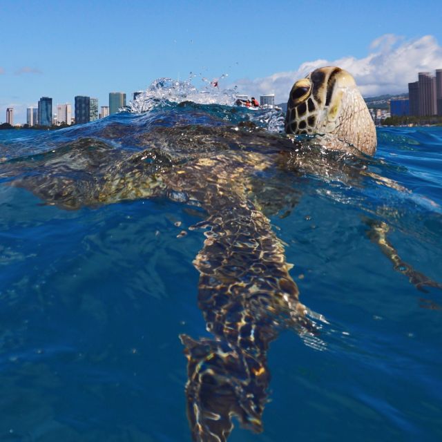 Oahu: Turtle Canyon Snorkeling Boat Tour - Fruit, drinks, and the ride back