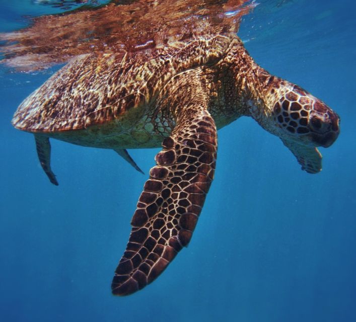 Oahu: Turtle Canyon Snorkeling Boat Tour - Swimming above coral, fish, and Turtle Canyon