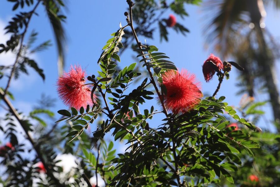 Oahu: Valley of Waimea Falls Swim & Hike with Lunch & Dole - Who should book this Oahu tour