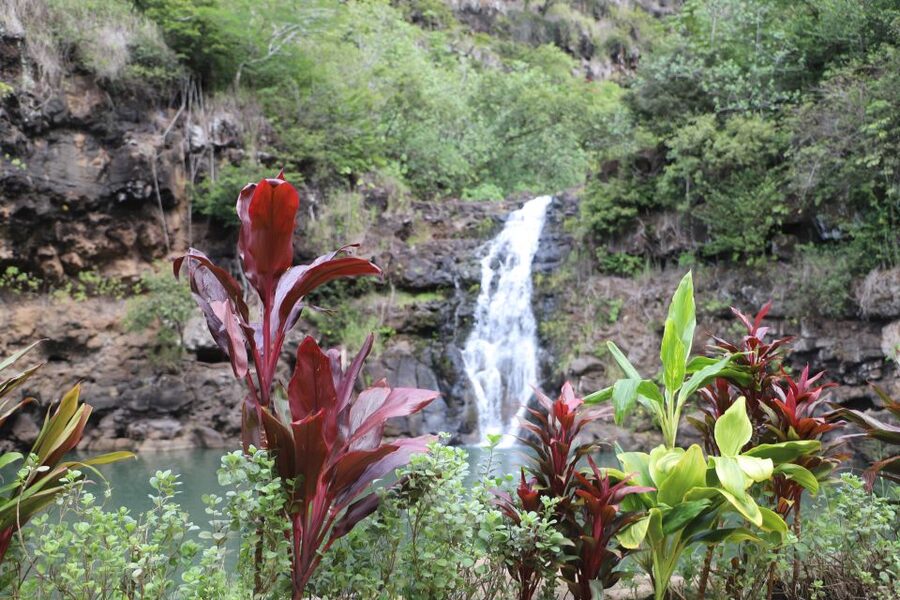Oahu: Valley of Waimea Falls Swim & Hike with Lunch & Dole - Walking the 1.5-mile Waimea Valley trail