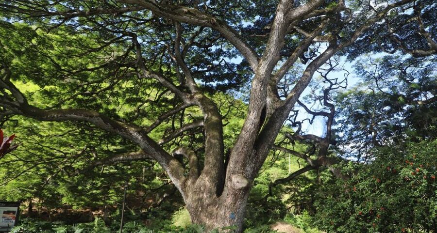 Oahu: Valley of Waimea Falls Swim & Hike with Lunch & Dole - Lunch after the waterfall