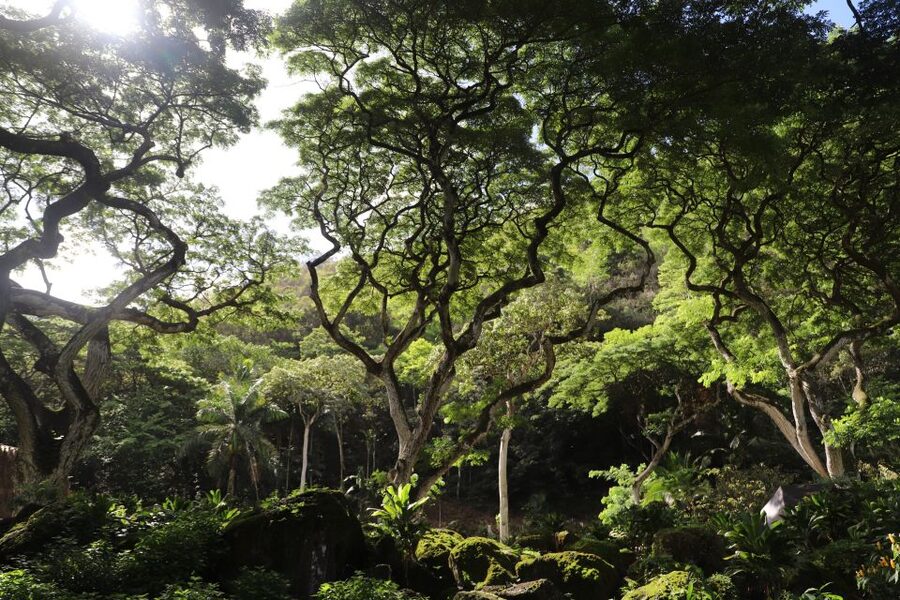 Oahu: Valley of Waimea Falls Swim & Hike with Lunch & Dole - The Dole Plantation stop on the way back