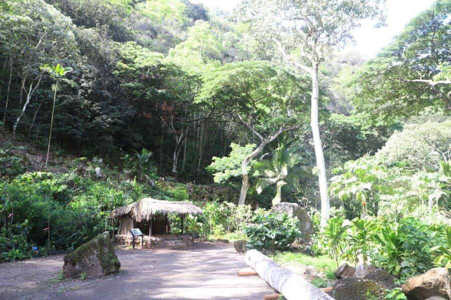 Oahu: Valley of Waimea Falls Swim & Hike with Lunch & Dole - What the $134 price includes