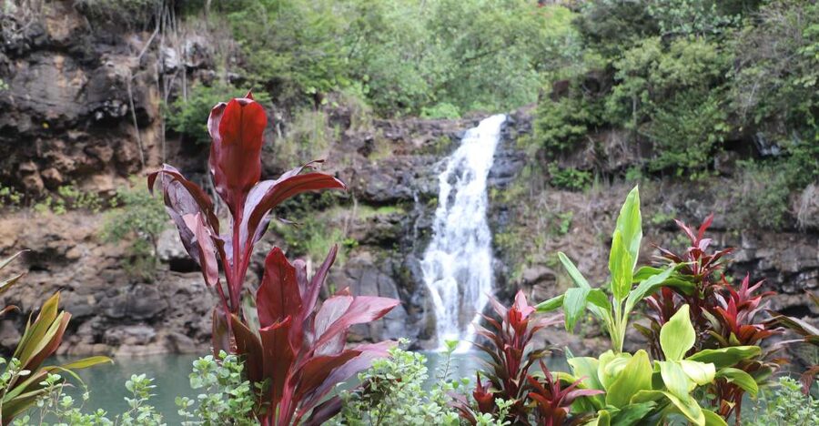 Oahu: Valley of Waimea Falls Swim & Hike with Lunch & Dole - Starting with coffee at Greenworld Coffee Farm