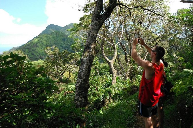 Oahu Volcanic Rainforest Hiking Adventure - Quick takeaways from the rainforest trail