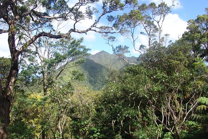 Oahu Volcanic Rainforest Hiking Adventure - A 2.5-mile trail through wet tropical forest