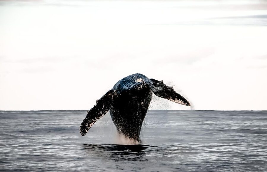 Oahu: Waikiki BYOB Sunset Cruise - The sunset return is the visual payoff