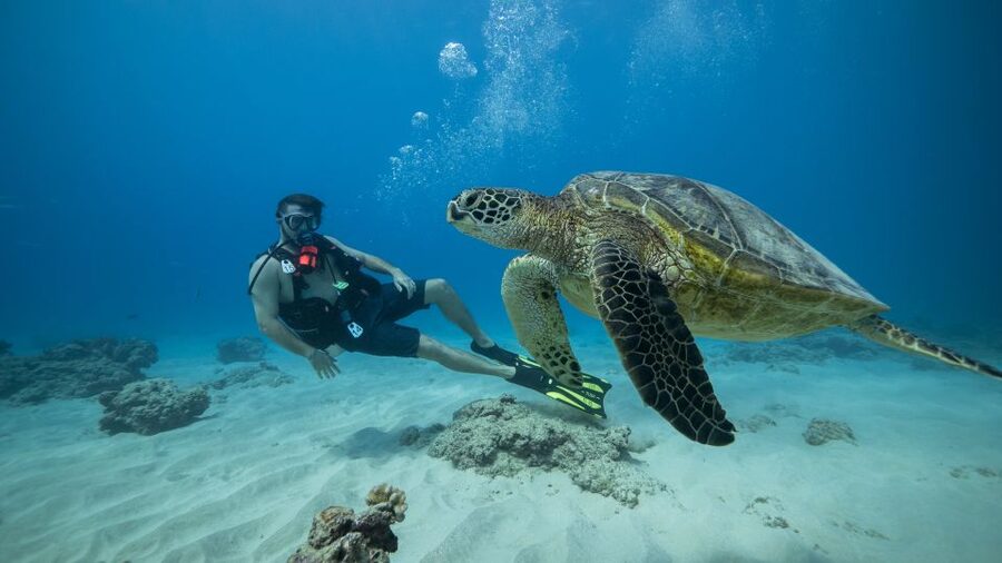 Oahu: Waikiki Discovery Scuba Diving for Beginners - From Front Row Slip F8 to the open water