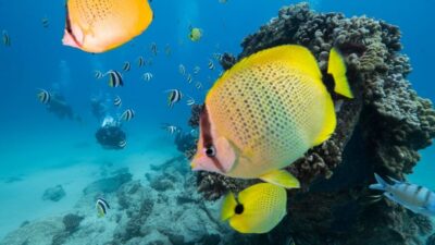 Waikiki Discovery Scuba Diving for Beginners