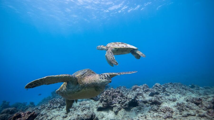 Oahu: Waikiki Discovery Scuba Diving for Beginners - What the $270 price really covers