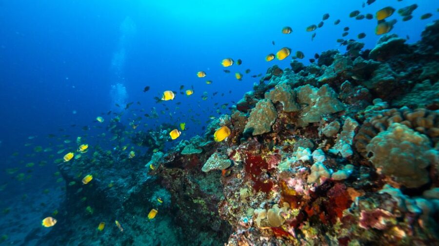 Oahu: Waikiki Discovery Scuba Diving for Beginners - Should you book this Oahu reef experience?