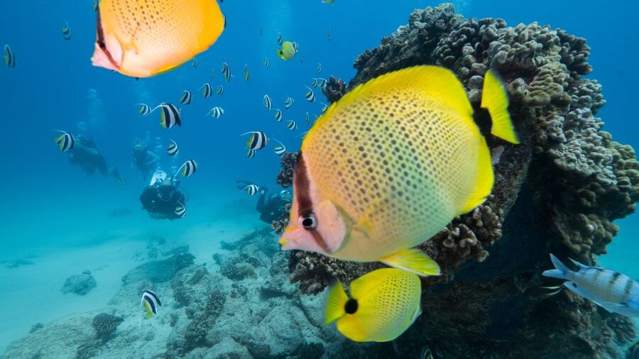 Oahu: Waikiki Discovery Scuba Diving for Beginners - Learning the basics before going below