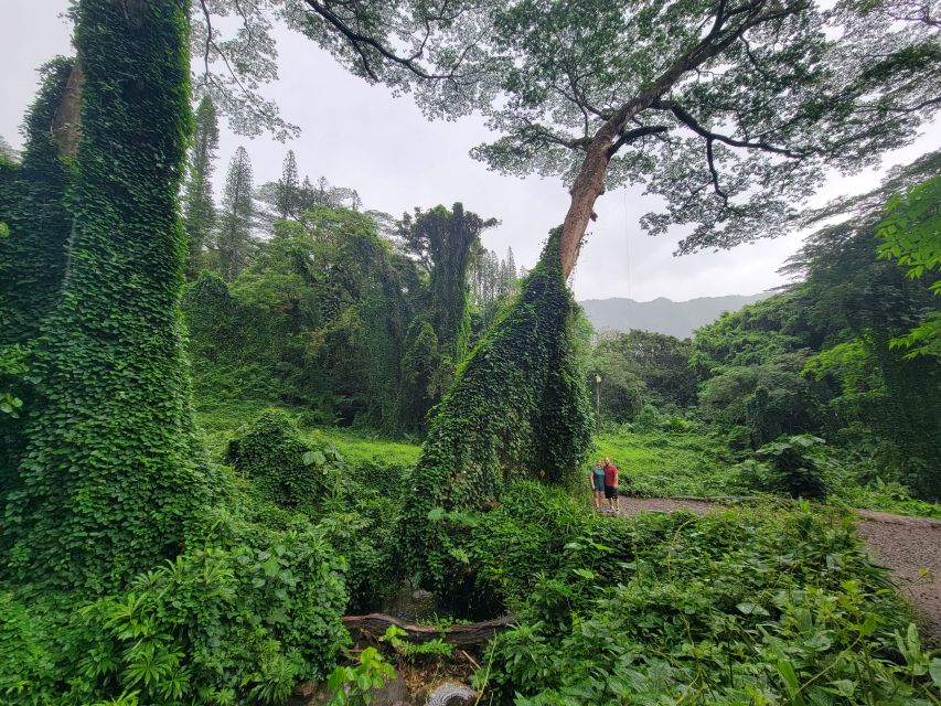 Oahu: Waikiki E-Bike Ride and Manoa Falls Hike - What makes the small group worth the price