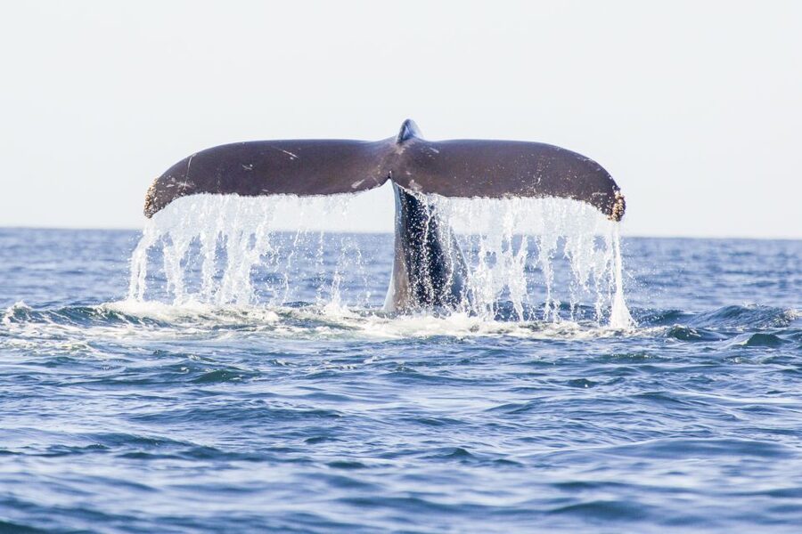 Oahu: Waikiki Eco-Friendly Afternoon Whale Watching Trip - Key Points Before You Book