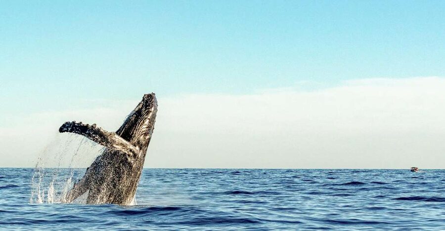 Oahu: Waikiki Eco-Friendly Afternoon Whale Watching Trip - What the 90 Minutes Are Really Worth