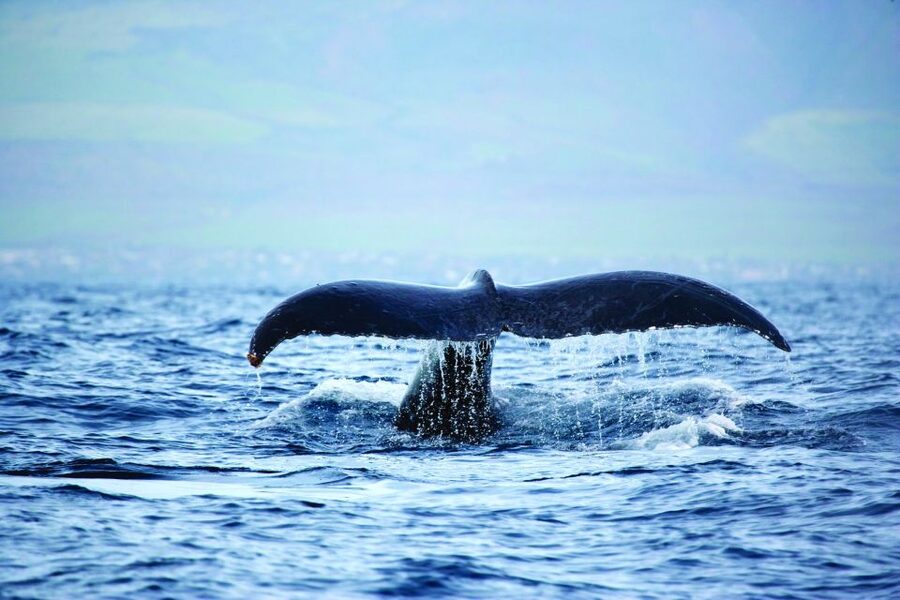 Oahu: Waikiki Eco-Friendly Afternoon Whale Watching Trip - Smart Ways to Prepare