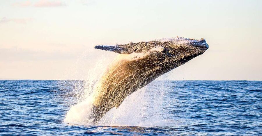 Oahu: Waikiki Eco-Friendly Morning Whale Watching Cruise - Key Points To Know Before You Sail