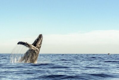 Waikiki Eco-Friendly Morning Whale Watching Cruise