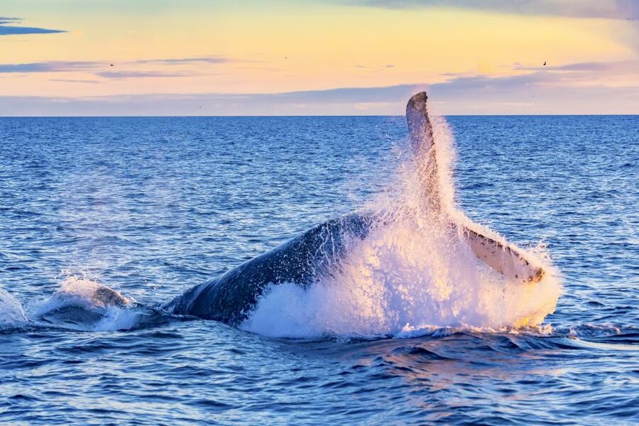 Oahu: Waikiki Eco-Friendly Morning Whale Watching Cruise - Crew Commentary That Adds Meaning