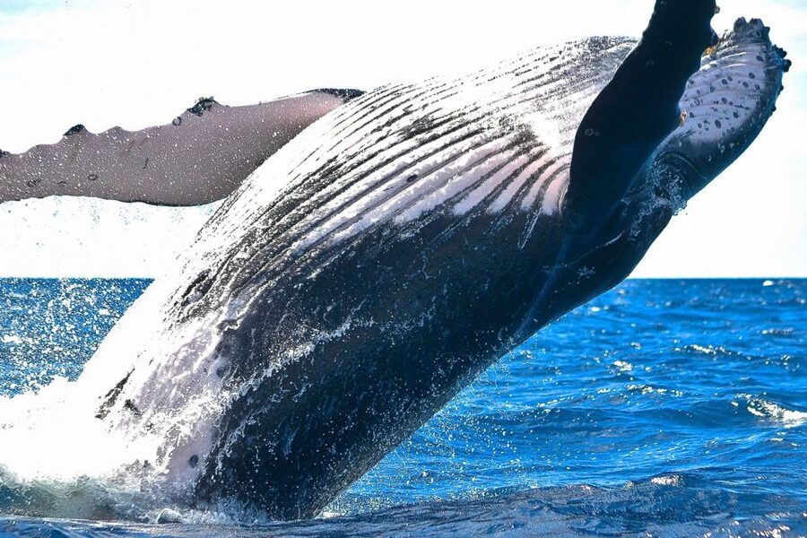 Oahu: Waikiki Eco-Friendly Morning Whale Watching Cruise - Drinks, Seating, and The Onboard Rhythm