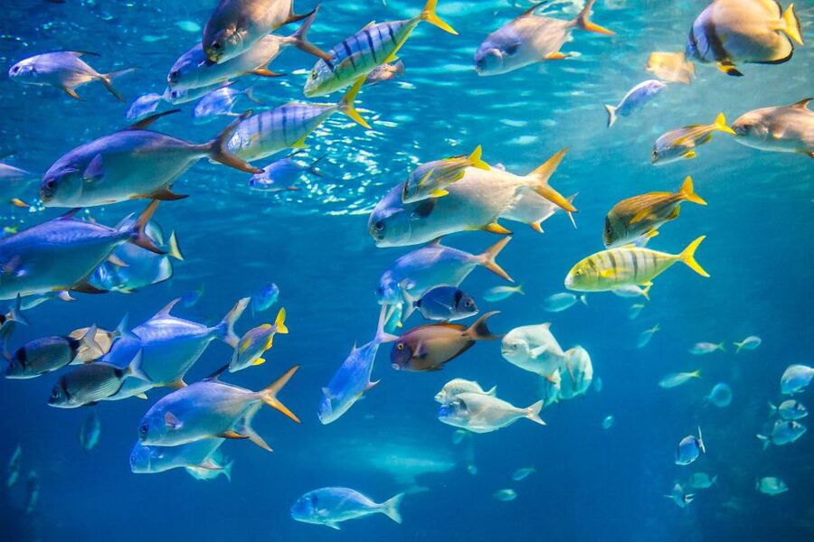 Oahu: Waikiki Glass Bottom Boat Sunset Cruise - FAQ