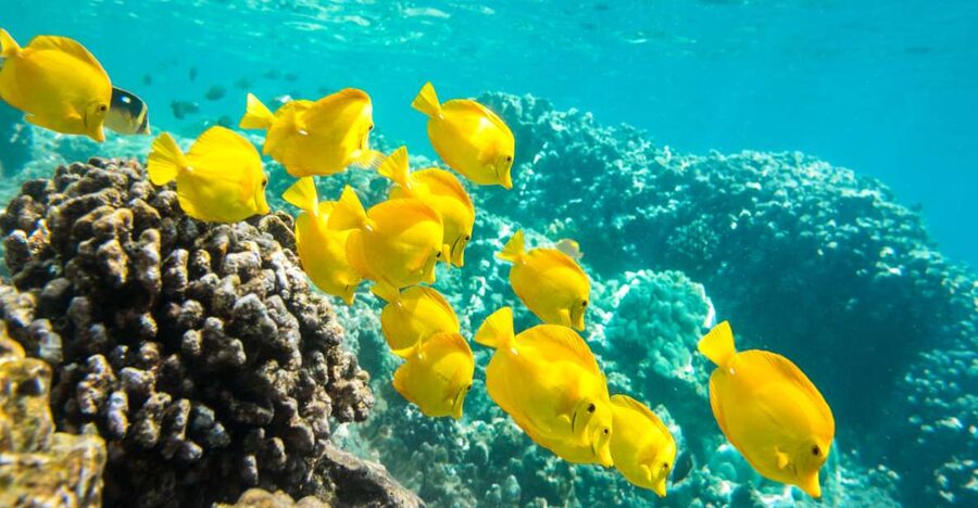 Oahu: Waikiki Snorkel and Sailing Trip with Lunch - Key points at a glance