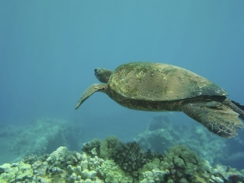 Oahu: Waikiki Snorkel and Sailing Trip with Lunch - Who should book this outing?
