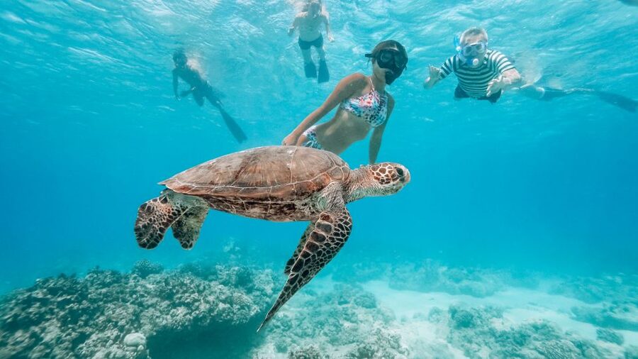 Oahu: Waikiki Turtle Snorkeling Adventure - Key details at a glance