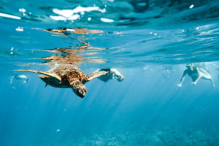 Oahu: Waikiki Turtle Snorkeling Adventure - Setting out from Waikiki on the Island Princess