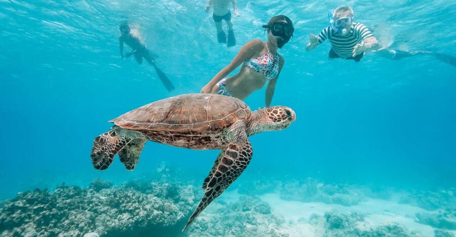 Oahu: Waikiki Turtle Snorkeling Adventure - What the guides add to the trip