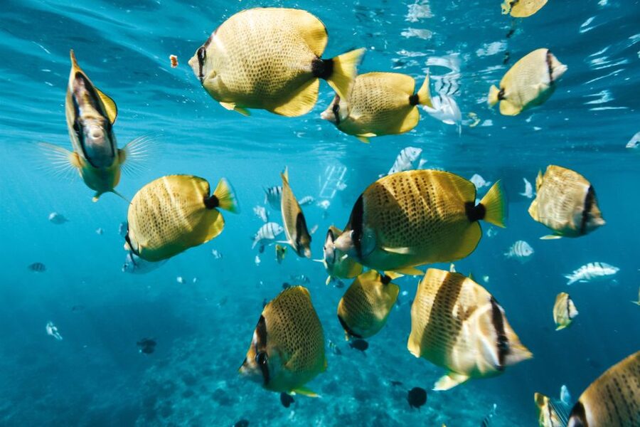 Oahu: Waikiki Turtle Snorkeling Adventure - Dolphins, whales, and the ride back