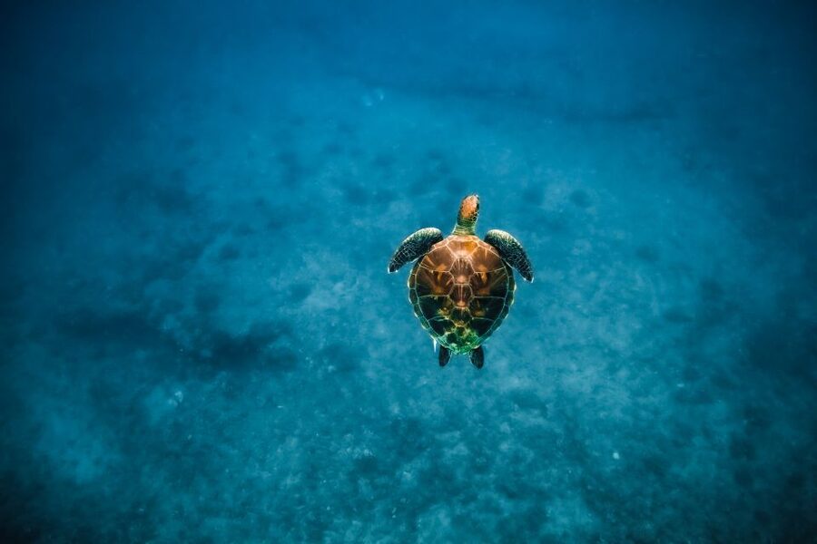 Oahu: Waikiki Turtle Snorkeling Adventure - Preparing for the ocean portion