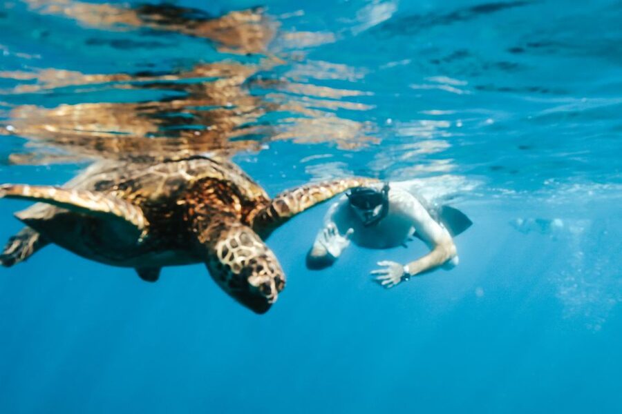 Oahu: Waikiki Turtle Snorkeling Adventure - Booking, pickup, and practical timing