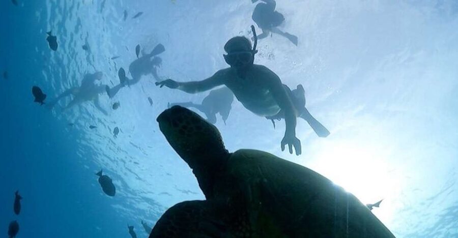 Oahu: Waikiki Turtle Snorkeling Adventure Cruise - Sailing out from Pink Sails Waikiki