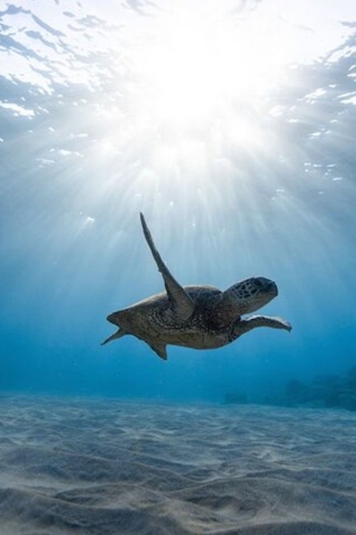 Oahu: Waikiki Turtle Snorkeling Adventure Cruise - What the two-hour schedule really feels like