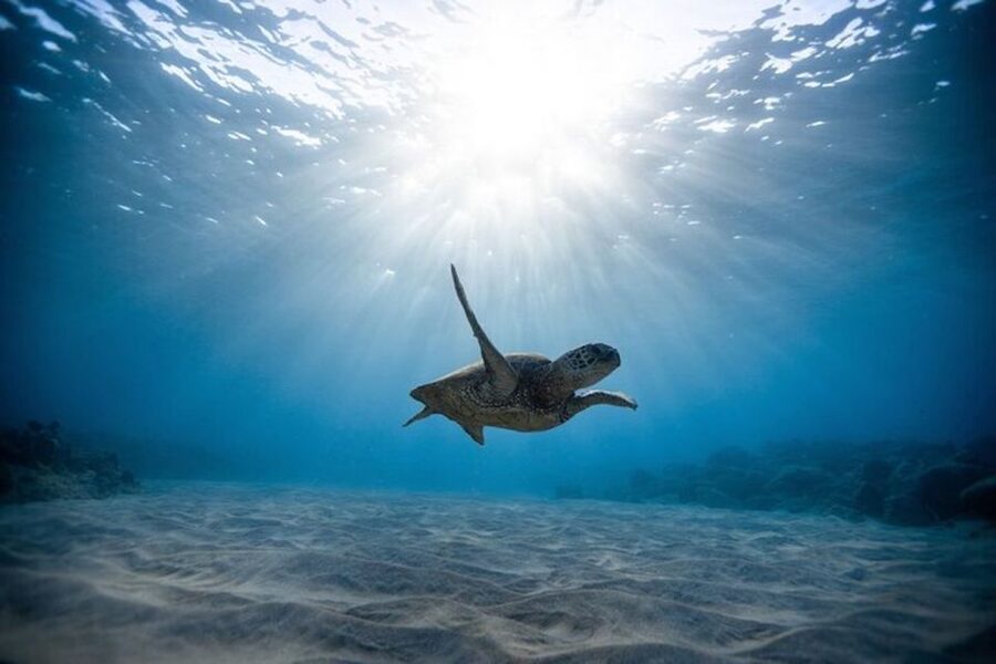 Oahu: Waikiki Turtle Snorkeling Adventure Cruise - The crew makes the difference