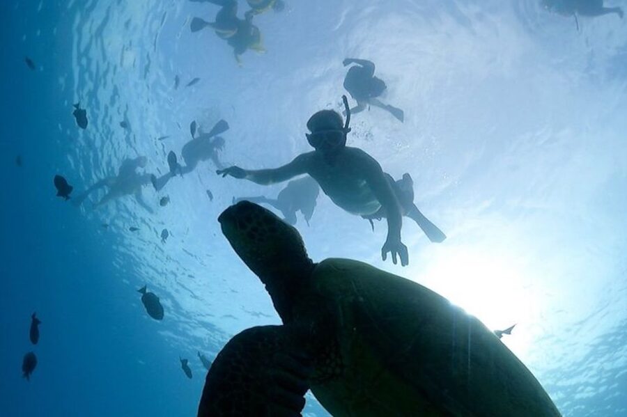 Oahu: Waikiki Turtle Snorkeling Adventure Cruise - Comfort, snacks, and the $67 price