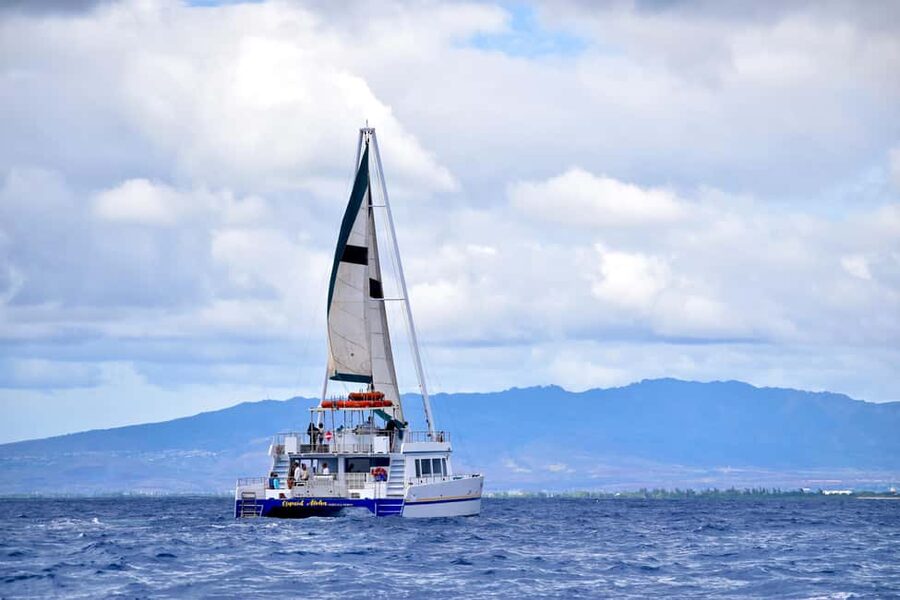 Oahu: Waikiki Whale Watching Cruise - Key points to know before you book