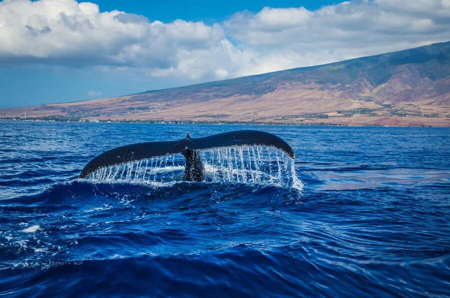 Oahu: Waikiki Whale Watching Cruise - What this Waikiki whale cruise is really like