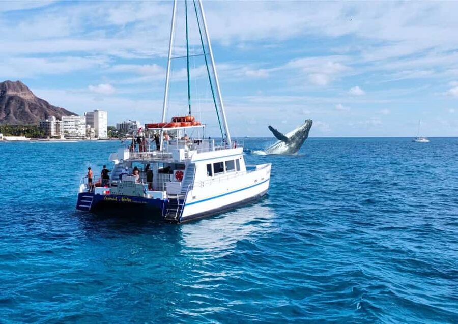 Oahu: Waikiki Whale Watching Cruise - The catamaran and its best viewing spots