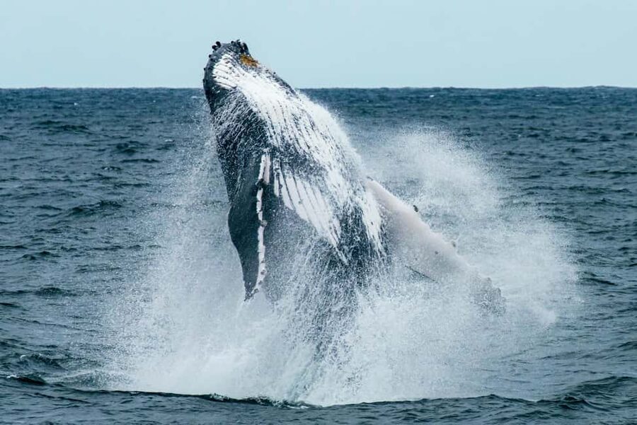 Oahu: Waikiki Whale Watching Cruise - When the whales cooperate