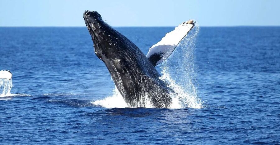 Oahu: Waikiki Whale Watching Cruise - Starting at Slip F06 in Honolulu