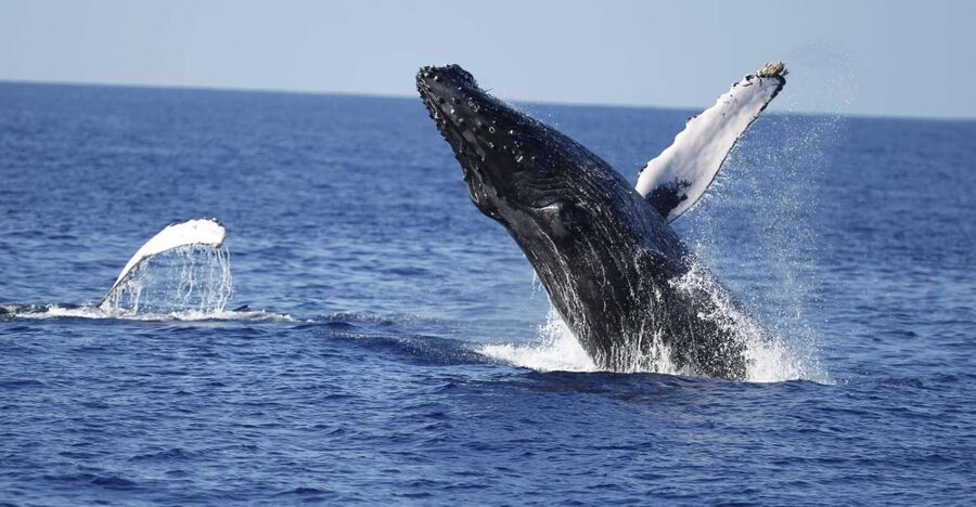 Oahu: Waikiki Whale Watching Tour-Donut and Coffee Included - Key points to know before booking