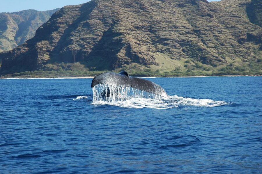 Oahu: Waikiki Whale Watching Tour-Donut and Coffee Included - Starting at Kewalo Basin Harbor