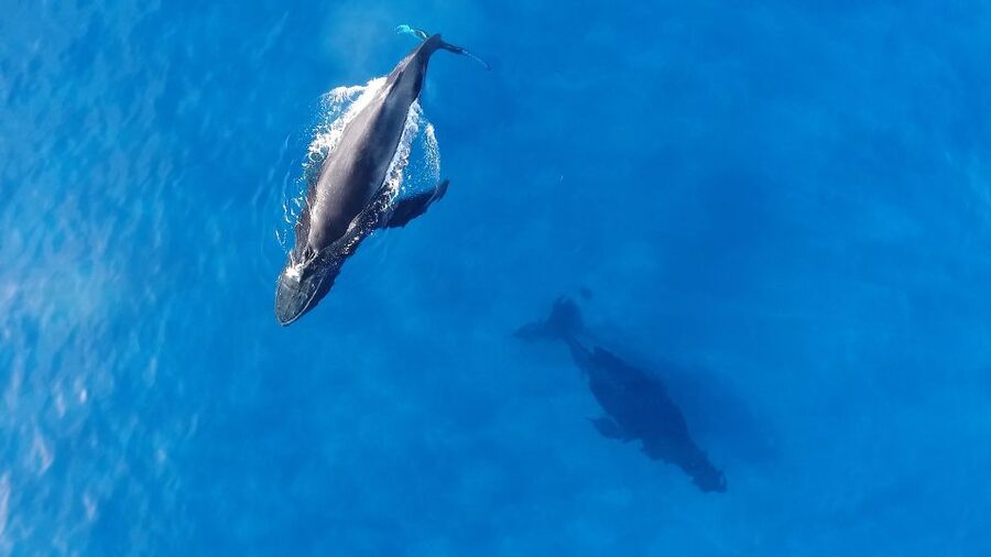 Oahu: Waikiki Whale Watching Tour-Donut and Coffee Included - Coffee, poi mochi, and the first look at Diamond Head