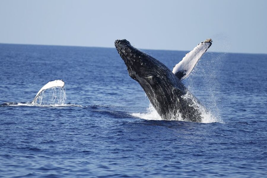Oahu: Waikiki Whale Watching Tour-Donut and Coffee Included - The E Ho Mai ceremony sets the tone