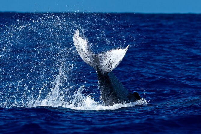 Oahu Whale Watch Tour & Waikiki Sunset Boat Tour - Key points to know before you book