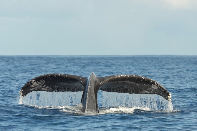 Oahu Whale Watch Tour & Waikiki Sunset Boat Tour - Why the sunset option earns its place